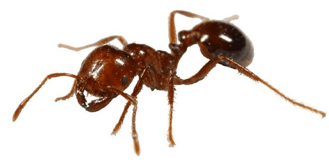 termites
