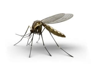 termites