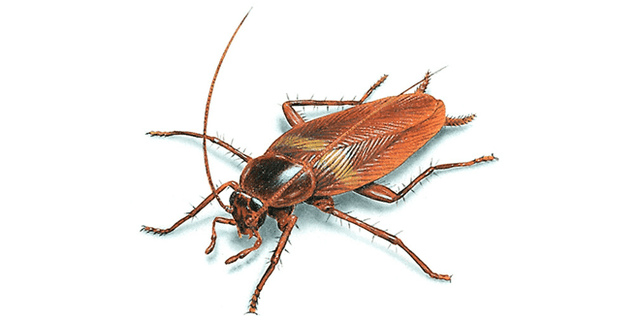 termites