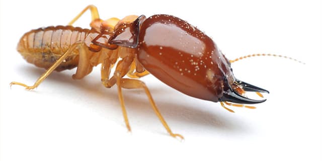 termites